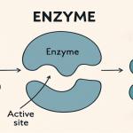 enzyme