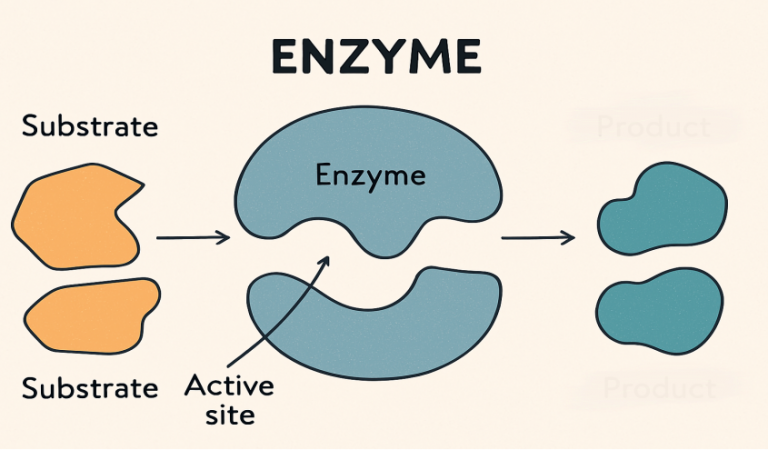 enzyme