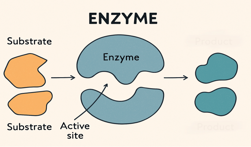 Enzyme in der Ernährungslehre – wichtige Helfer bei Verdauung und Stoffwechsel